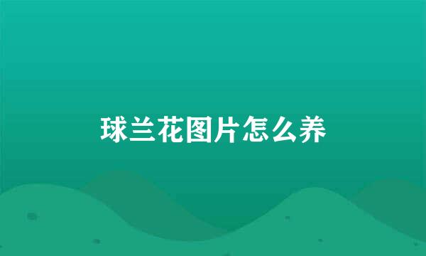 球兰花图片怎么养