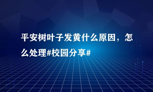 平安树叶子发黄什么原因，怎么处理#校园分享#