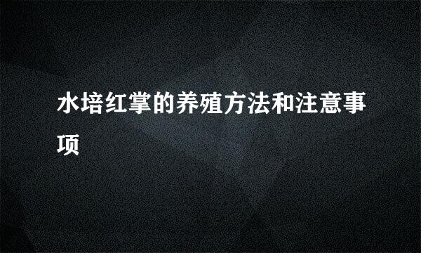 水培红掌的养殖方法和注意事项