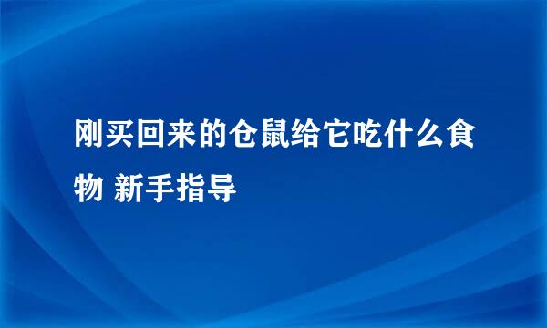 刚买回来的仓鼠给它吃什么食物 新手指导