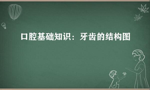 口腔基础知识：牙齿的结构图