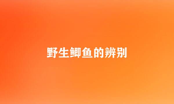 野生鲫鱼的辨别