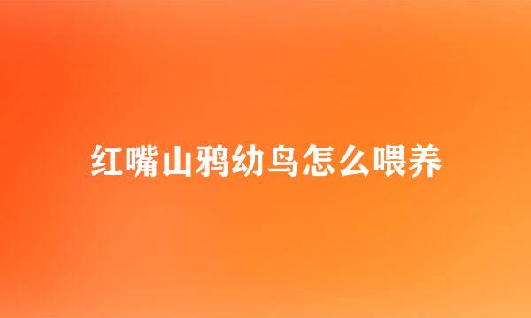 红嘴山鸦幼鸟怎么喂养