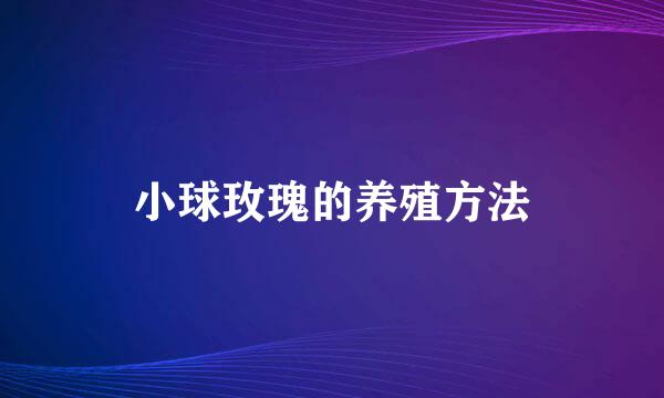小球玫瑰的养殖方法