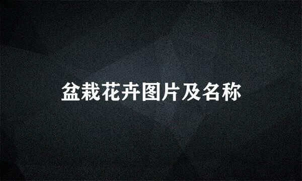 盆栽花卉图片及名称