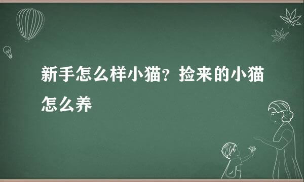新手怎么样小猫？捡来的小猫怎么养