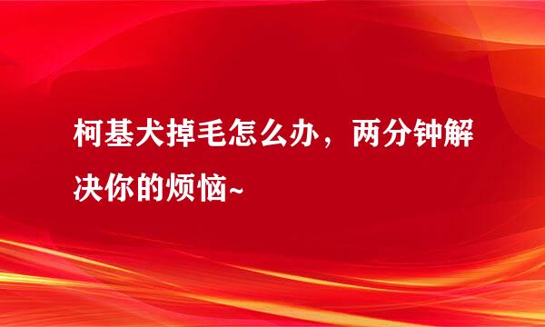 柯基犬掉毛怎么办，两分钟解决你的烦恼~