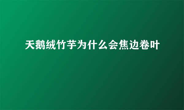 天鹅绒竹芋为什么会焦边卷叶