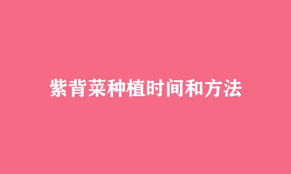 紫背菜种植时间和方法