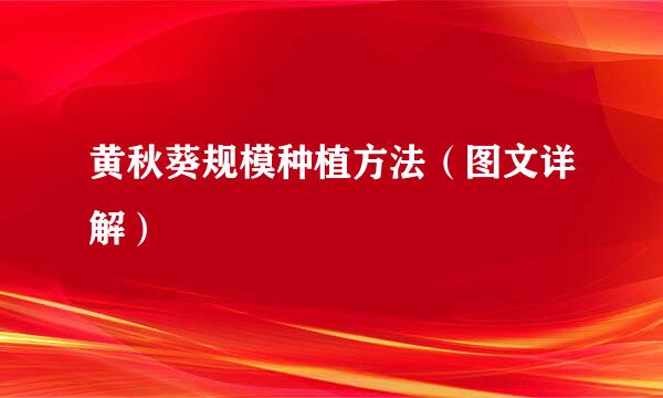 黄秋葵规模种植方法（图文详解）