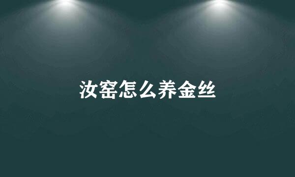 汝窑怎么养金丝