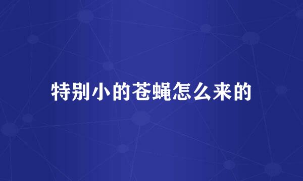 特别小的苍蝇怎么来的