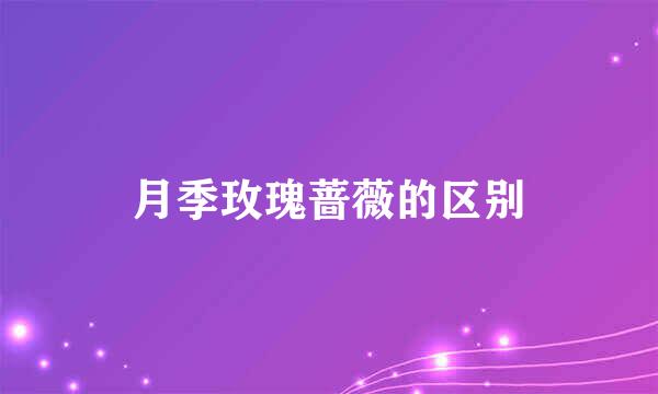 月季玫瑰蔷薇的区别