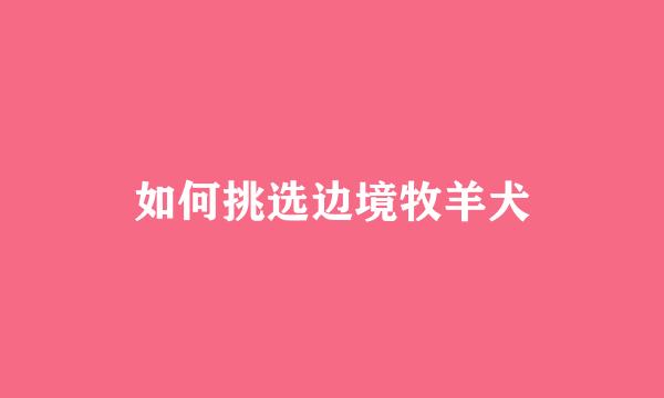 如何挑选边境牧羊犬