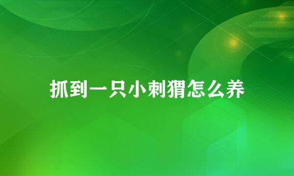 抓到一只小刺猬怎么养