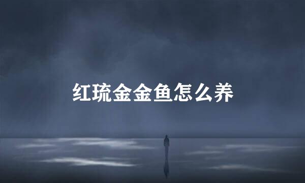 红琉金金鱼怎么养