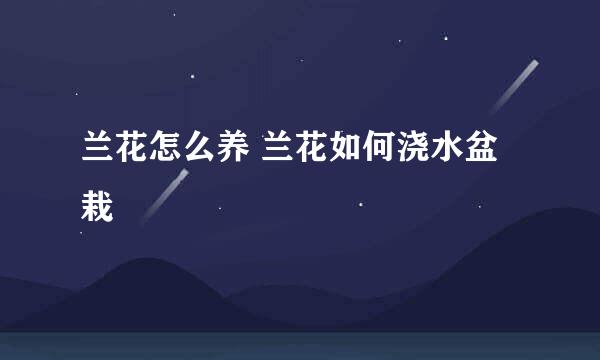 兰花怎么养 兰花如何浇水盆栽