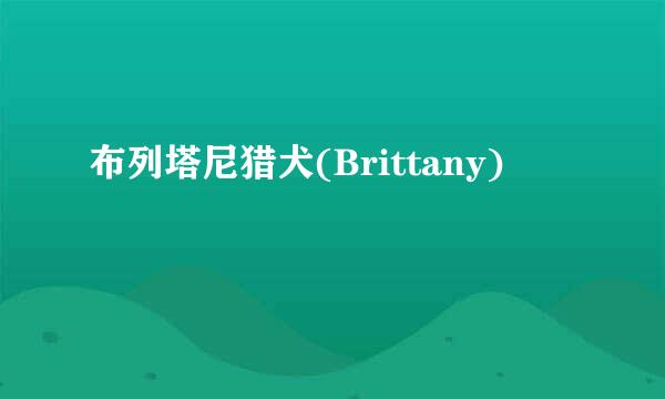 布列塔尼猎犬(Brittany)