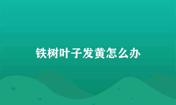 铁树叶子发黄怎么办