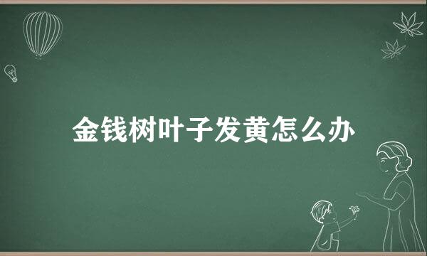 金钱树叶子发黄怎么办