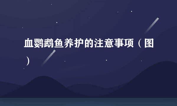 血鹦鹉鱼养护的注意事项（图）
