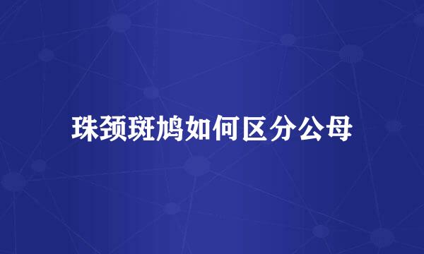 珠颈斑鸠如何区分公母