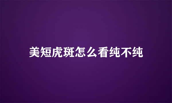 美短虎斑怎么看纯不纯