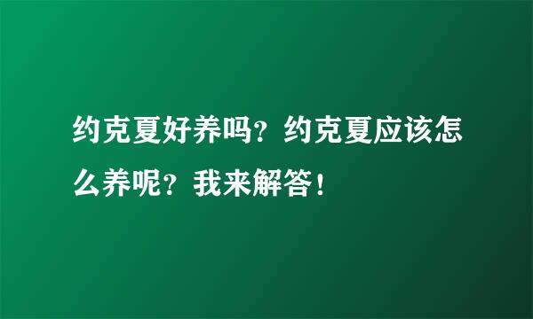 约克夏好养吗？约克夏应该怎么养呢？我来解答！