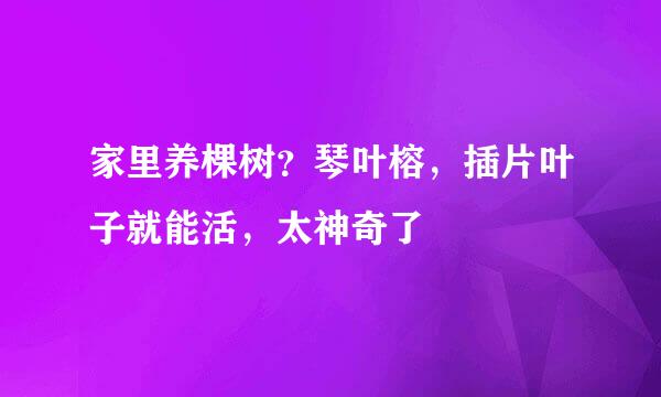 家里养棵树？琴叶榕，插片叶子就能活，太神奇了