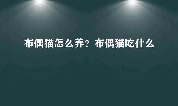 布偶猫怎么养？布偶猫吃什么