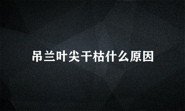 吊兰叶尖干枯什么原因