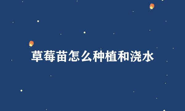草莓苗怎么种植和浇水