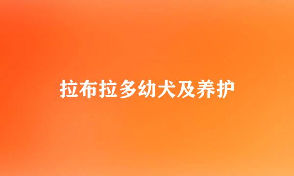 拉布拉多幼犬及养护