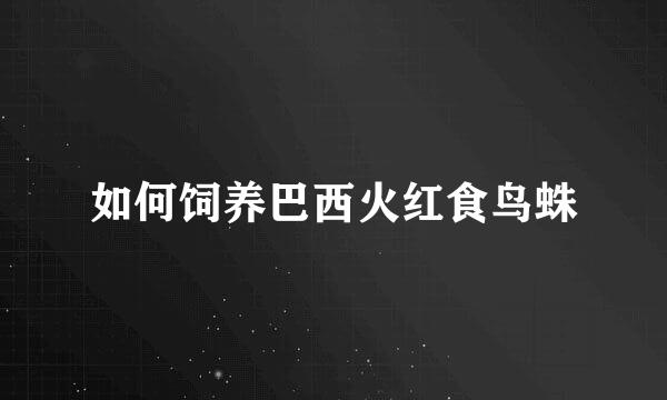 如何饲养巴西火红食鸟蛛