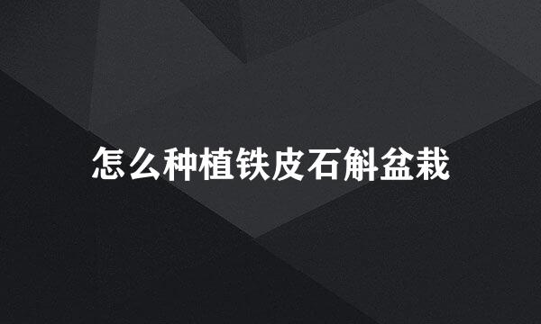 怎么种植铁皮石斛盆栽