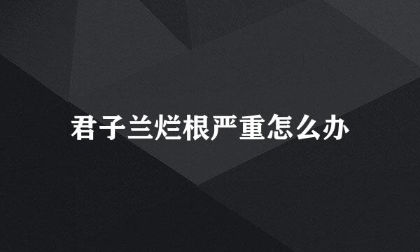 君子兰烂根严重怎么办
