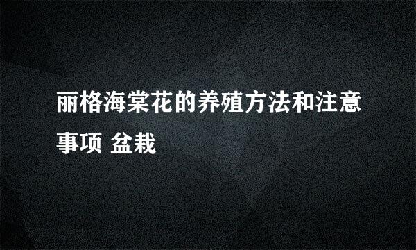 丽格海棠花的养殖方法和注意事项 盆栽