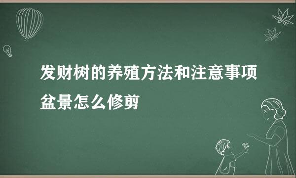 发财树的养殖方法和注意事项盆景怎么修剪