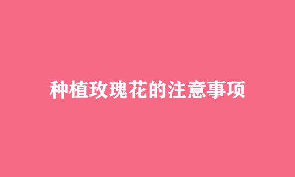 种植玫瑰花的注意事项