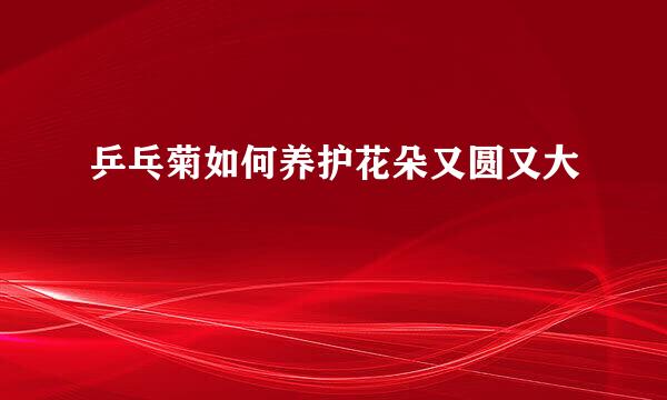 乒乓菊如何养护花朵又圆又大