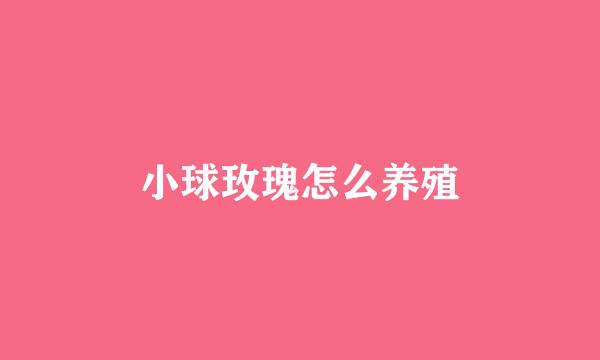 小球玫瑰怎么养殖