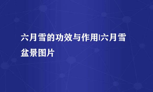 六月雪的功效与作用|六月雪盆景图片