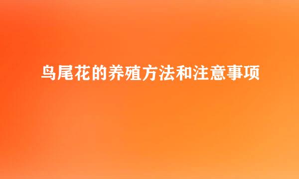 鸟尾花的养殖方法和注意事项