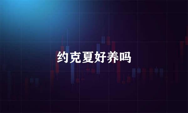 约克夏好养吗