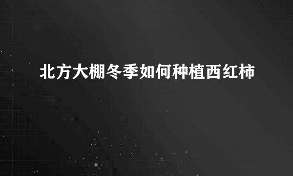 北方大棚冬季如何种植西红柿