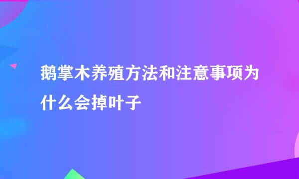 鹅掌木养殖方法和注意事项为什么会掉叶子