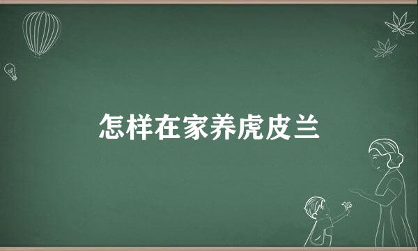 怎样在家养虎皮兰