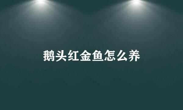 鹅头红金鱼怎么养