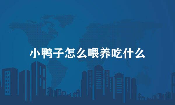 小鸭子怎么喂养吃什么