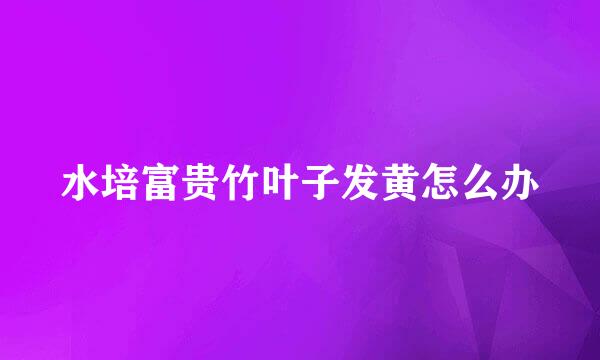 水培富贵竹叶子发黄怎么办